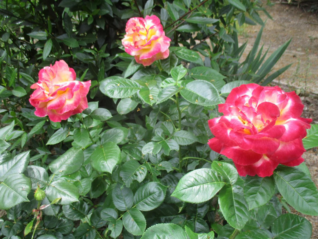 photo 41